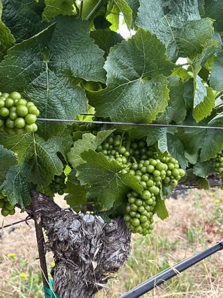 2025 Harvest Update from Keller Estate