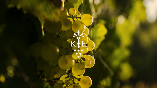 What Harvest Actually Looks Like at Keller Estate