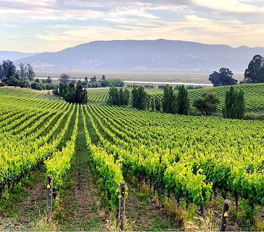 Celebrating Our Organic Certification Milestone