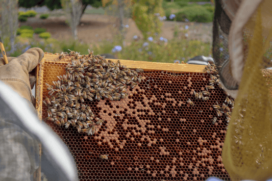 No bees, no dinner