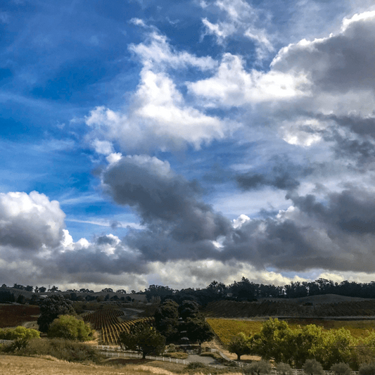 Wind to Wine Celebration: A Petaluma Gap Experience!